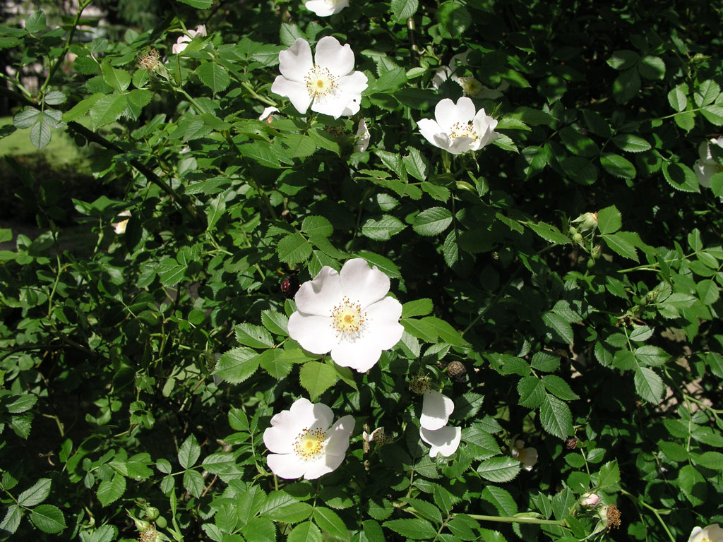 růže Rosa dumetorum