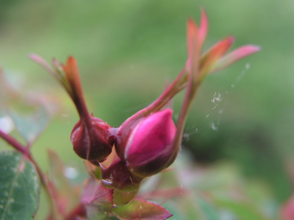 růže Rosa elegantula var. persetosa
