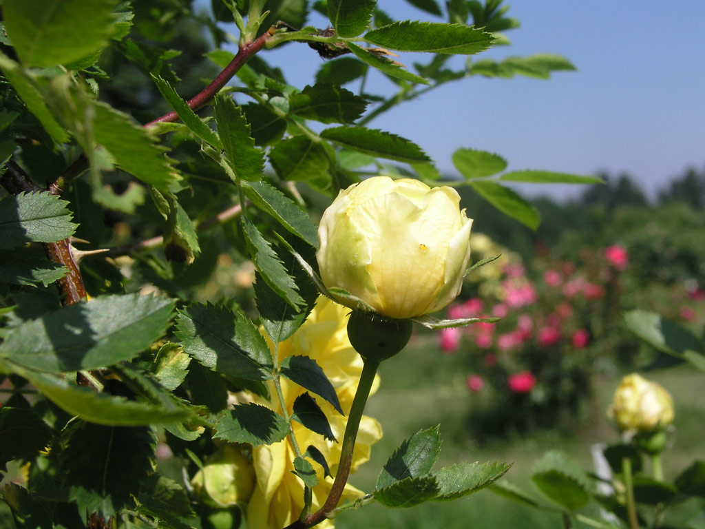 růže Rosa foetida plena