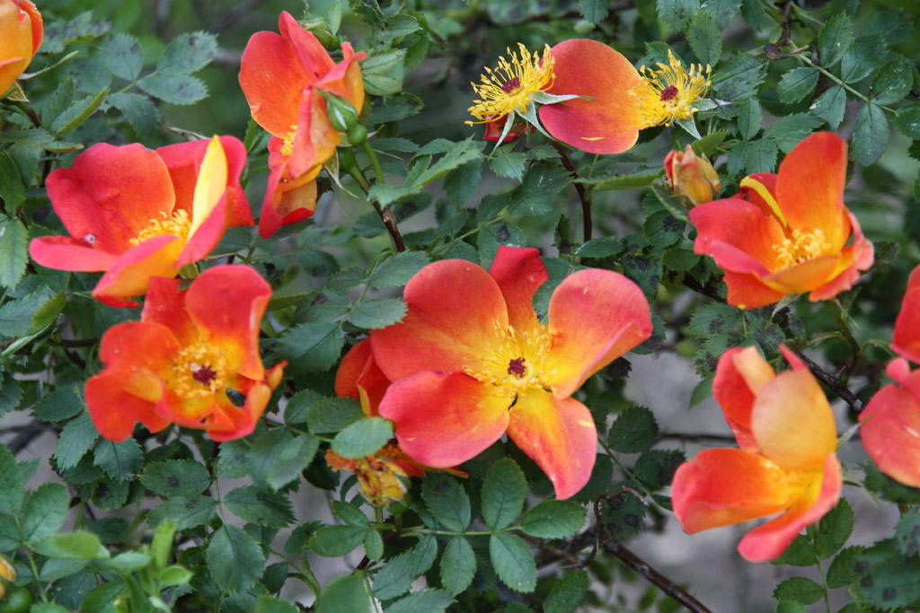růže Rosa foetida var. bicolor