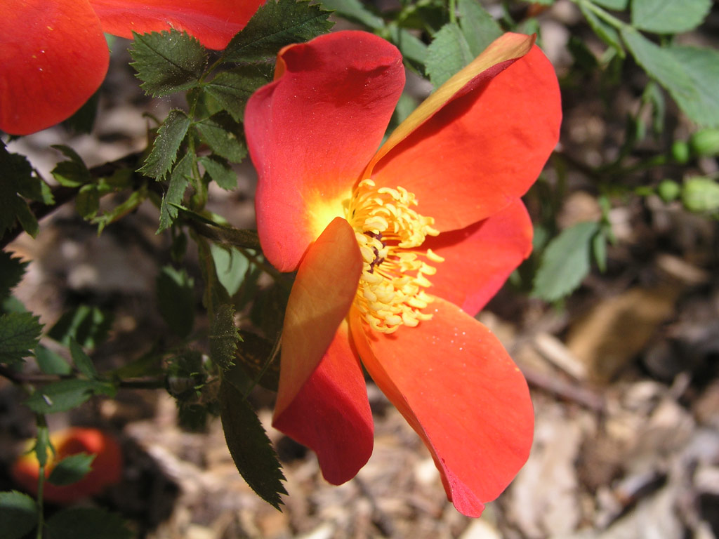 růže Rosa foetida var. bicolor