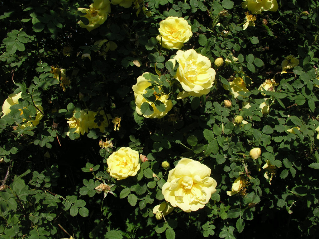 růže Rosa foetida var. persiana