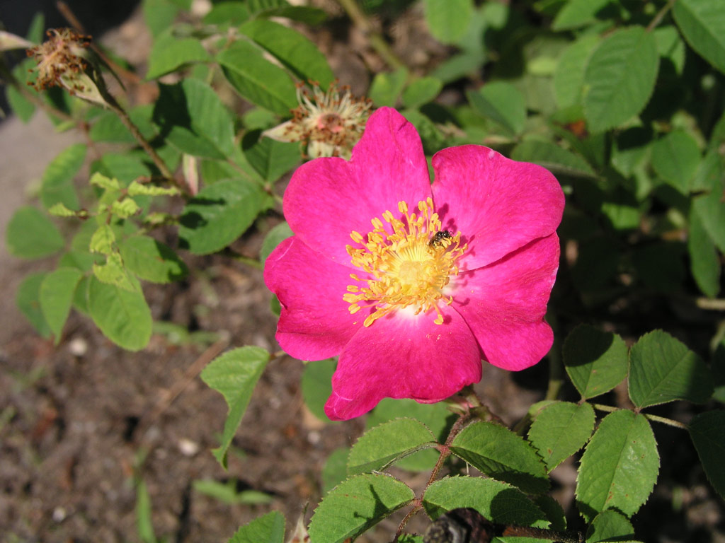 růže Rosa gallica