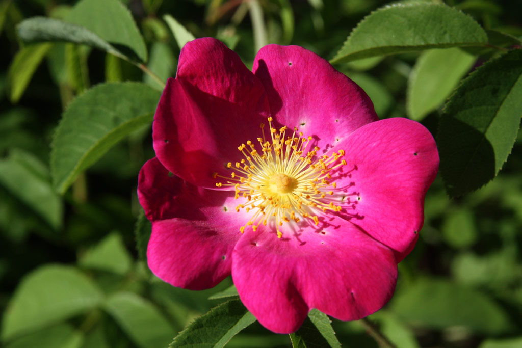 růže Rosa gallica