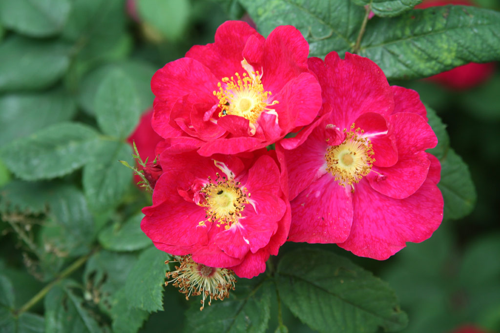 růže Rosa gallica f. officinalis