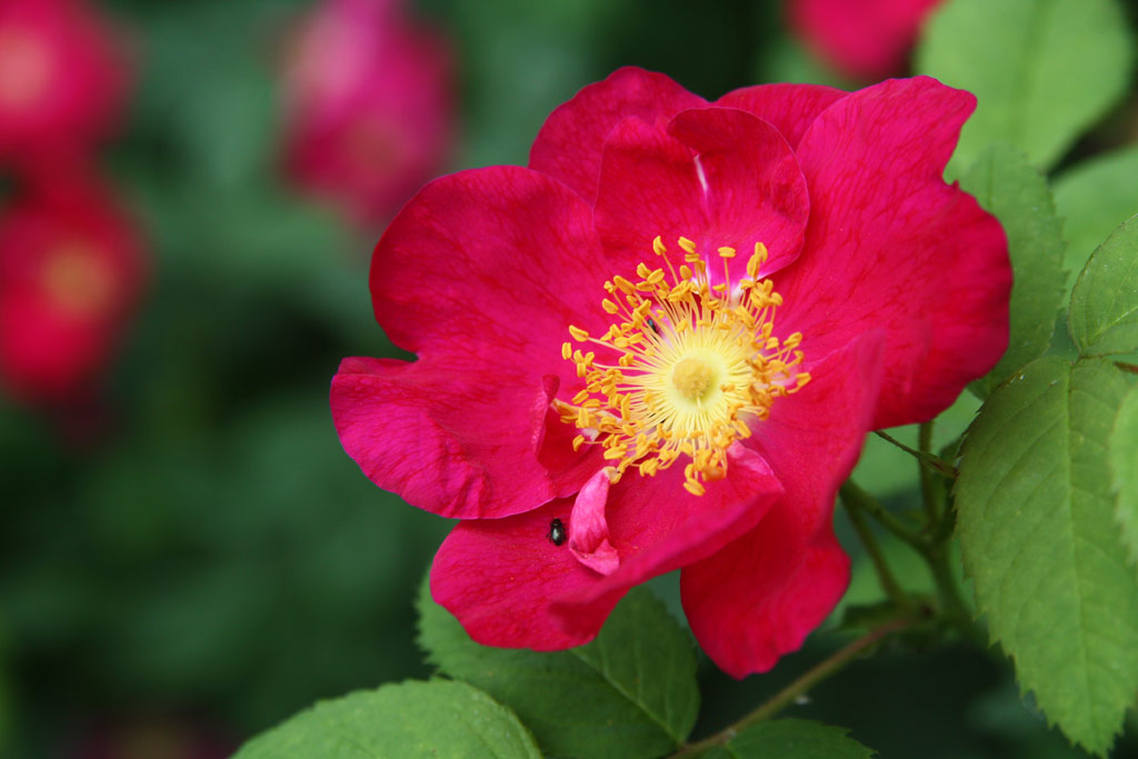 růže Rosa gallica f. officinalis