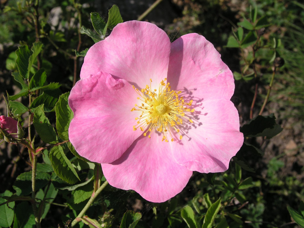 růže Rosa gallica var.magnifica