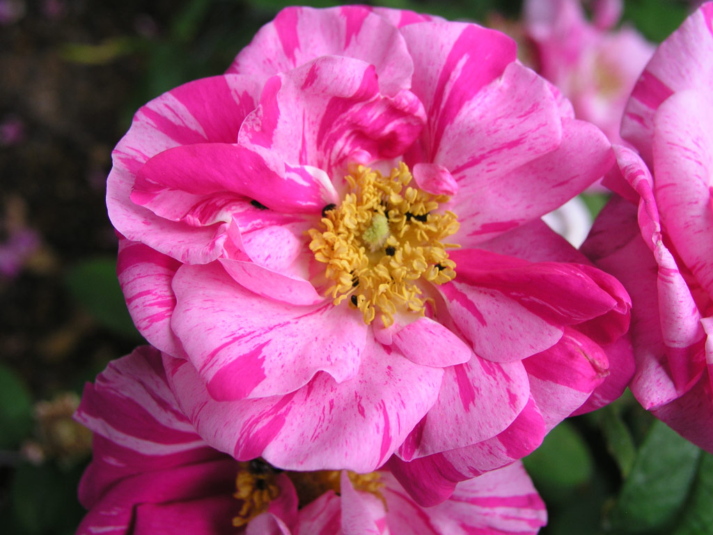 růže Rosa gallica Versicolor