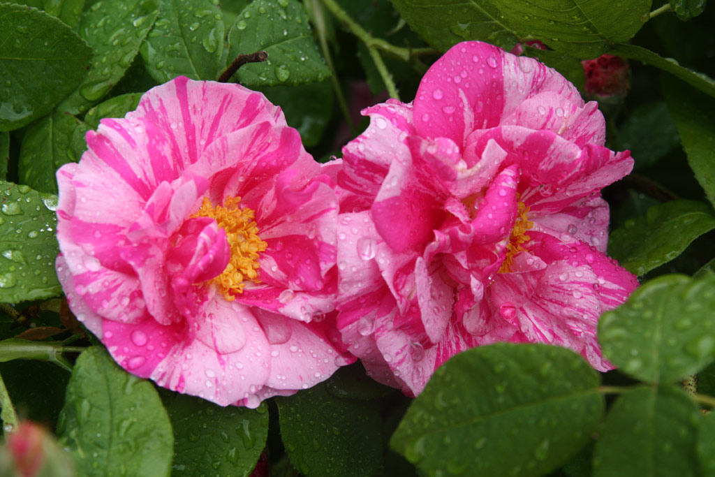 růže Rosa gallica Versicolor