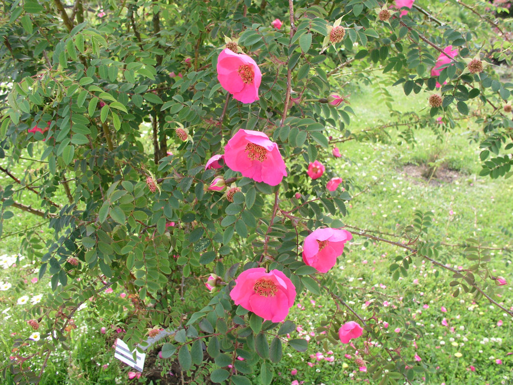růže Rosa holodonta