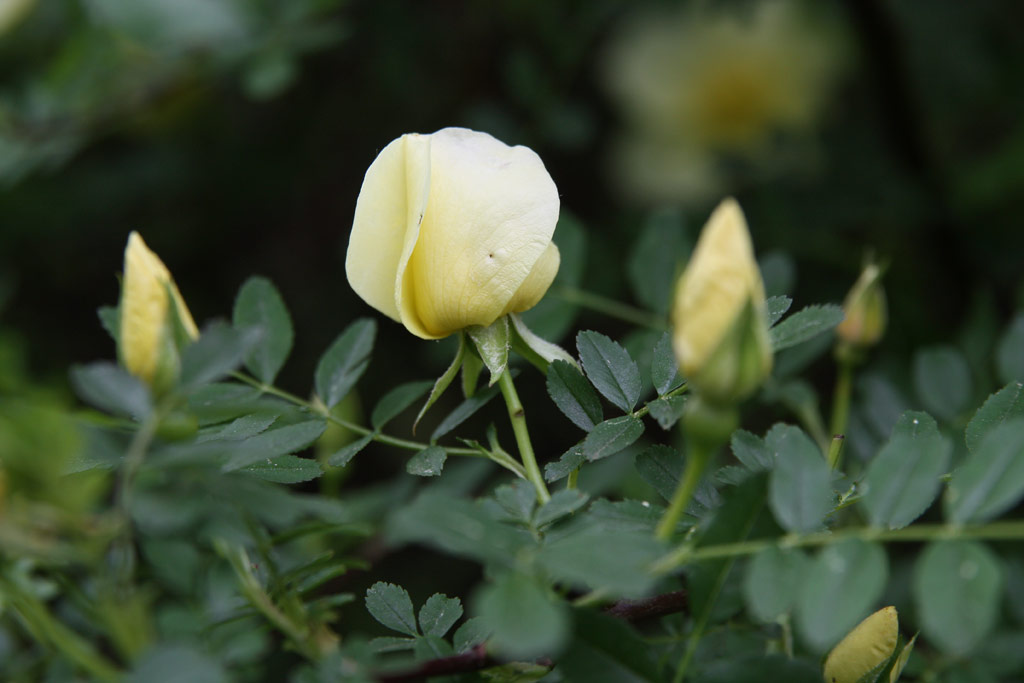 růže Rosa hugonis