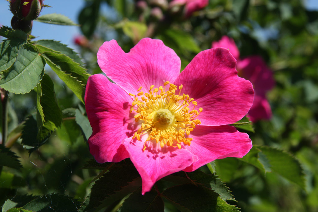 růže Rosa jundzillii