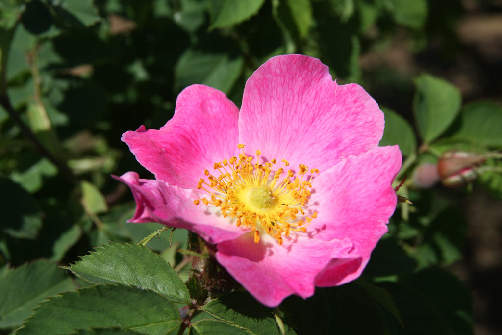 růže Rosa jundzillii