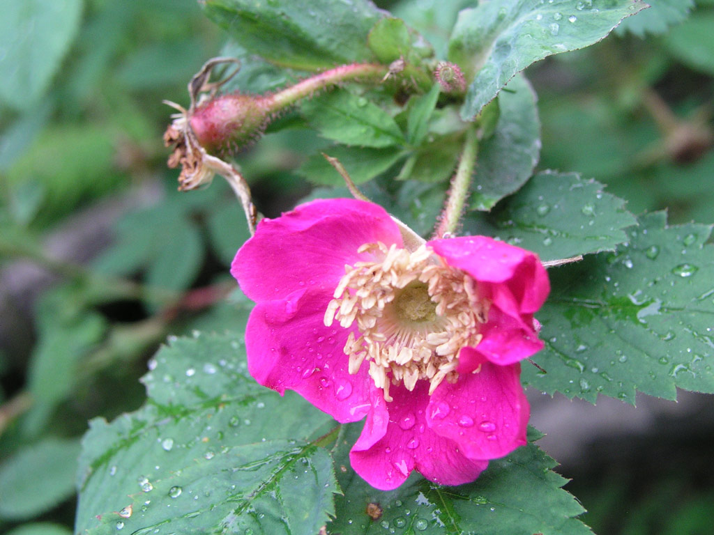růže Rosa majalis
