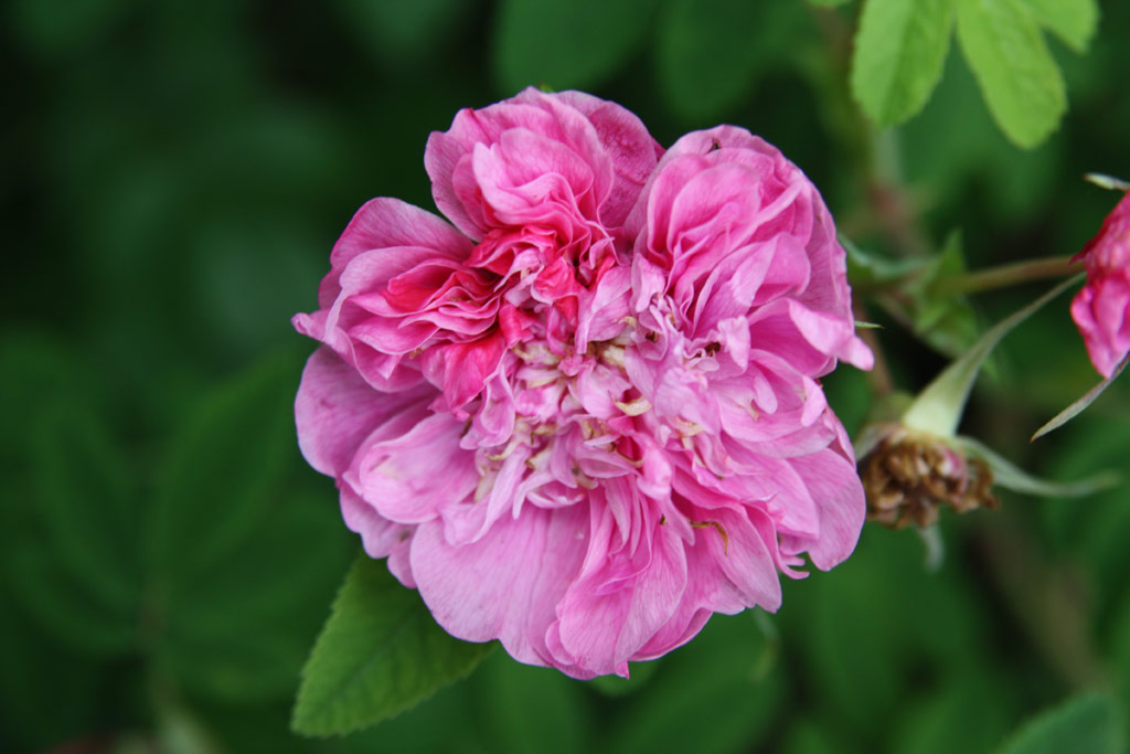 růže Rosa majalis foecundissima