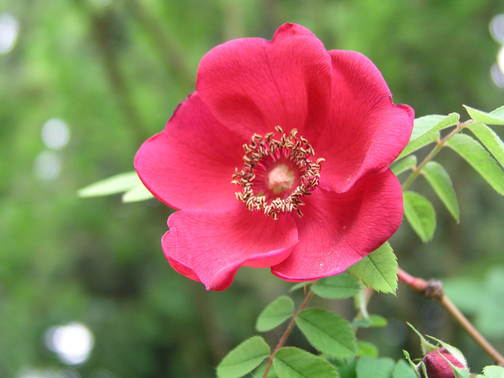 růže Rosa moyesii