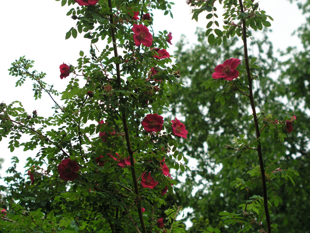 růže Rosa moyesii