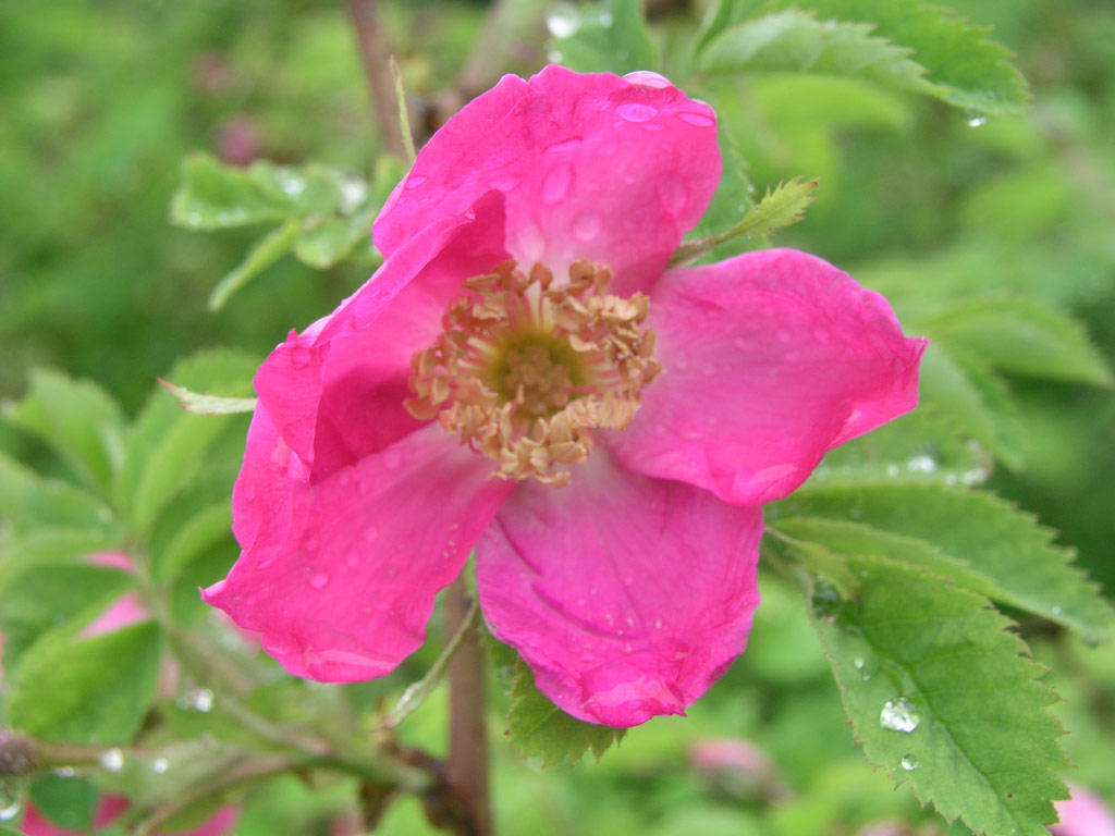 růže Rosa pendulina