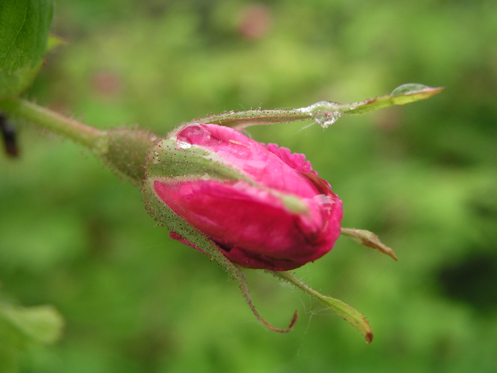 růže Rosa pendulina