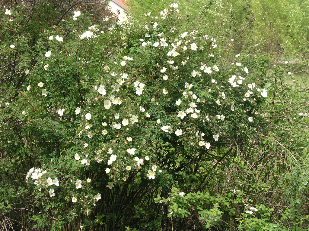 růže Rosa pimpinellifolia var. altaica