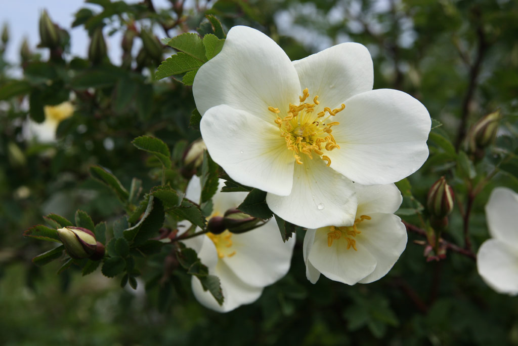 růže Rosa pimpinellifolia var. altaica