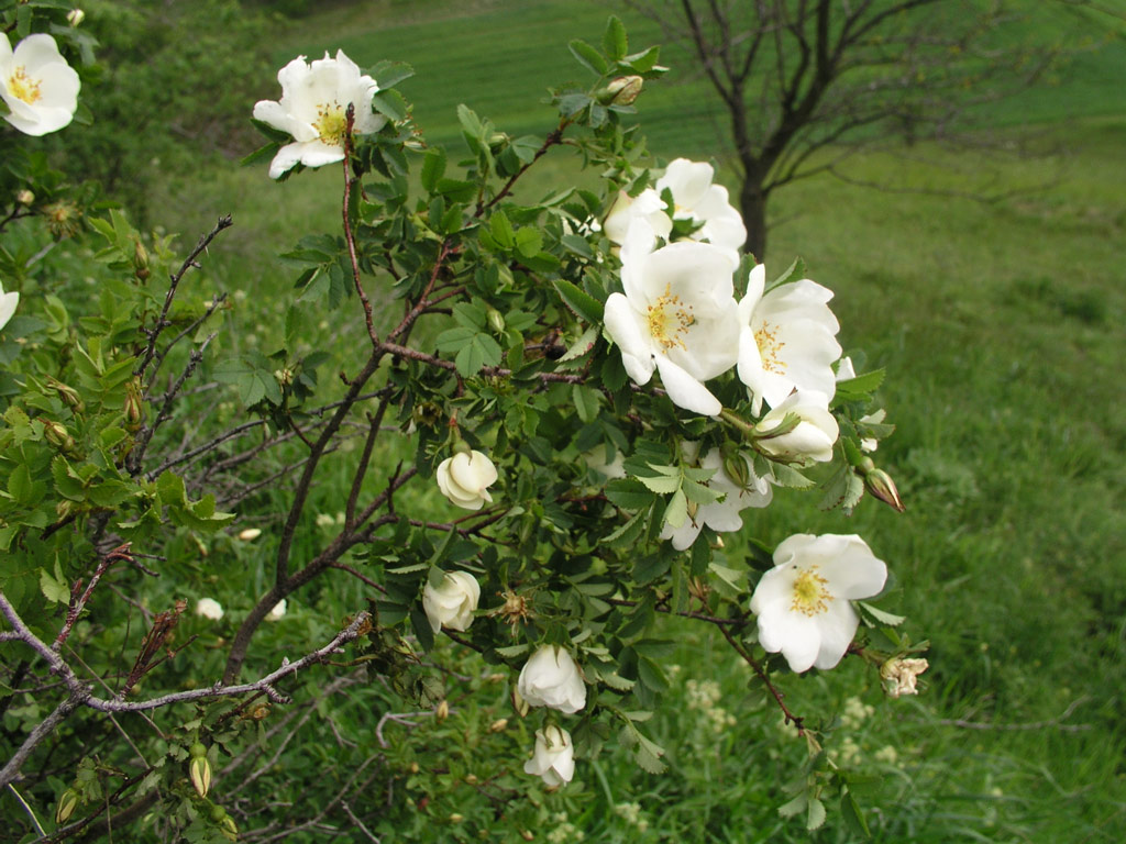 růže Rosa pimpinellifolia