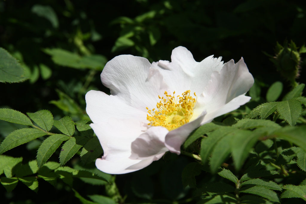 růže Rosa roxburghii normalis