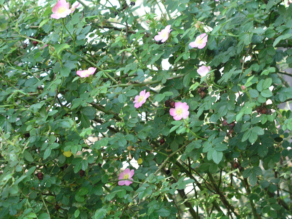 růže Rosa rubiginosa