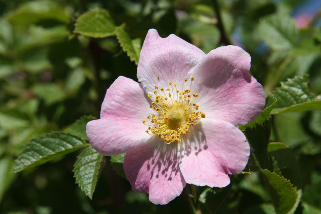 růže Rosa rubiginosa