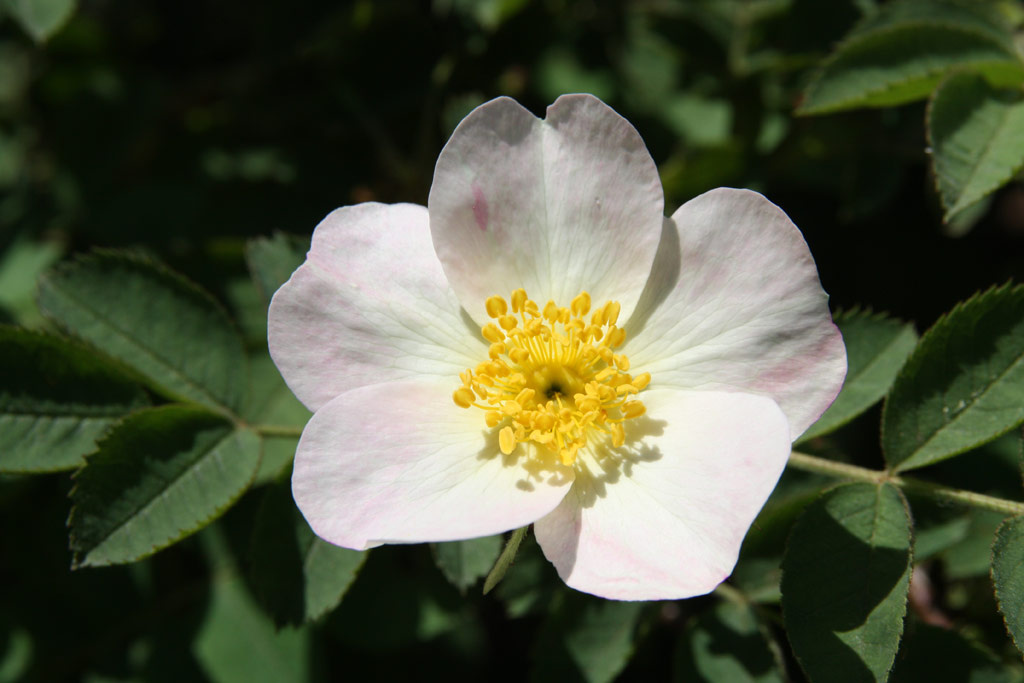 růže Rosa rubiginosa (Chotobus)