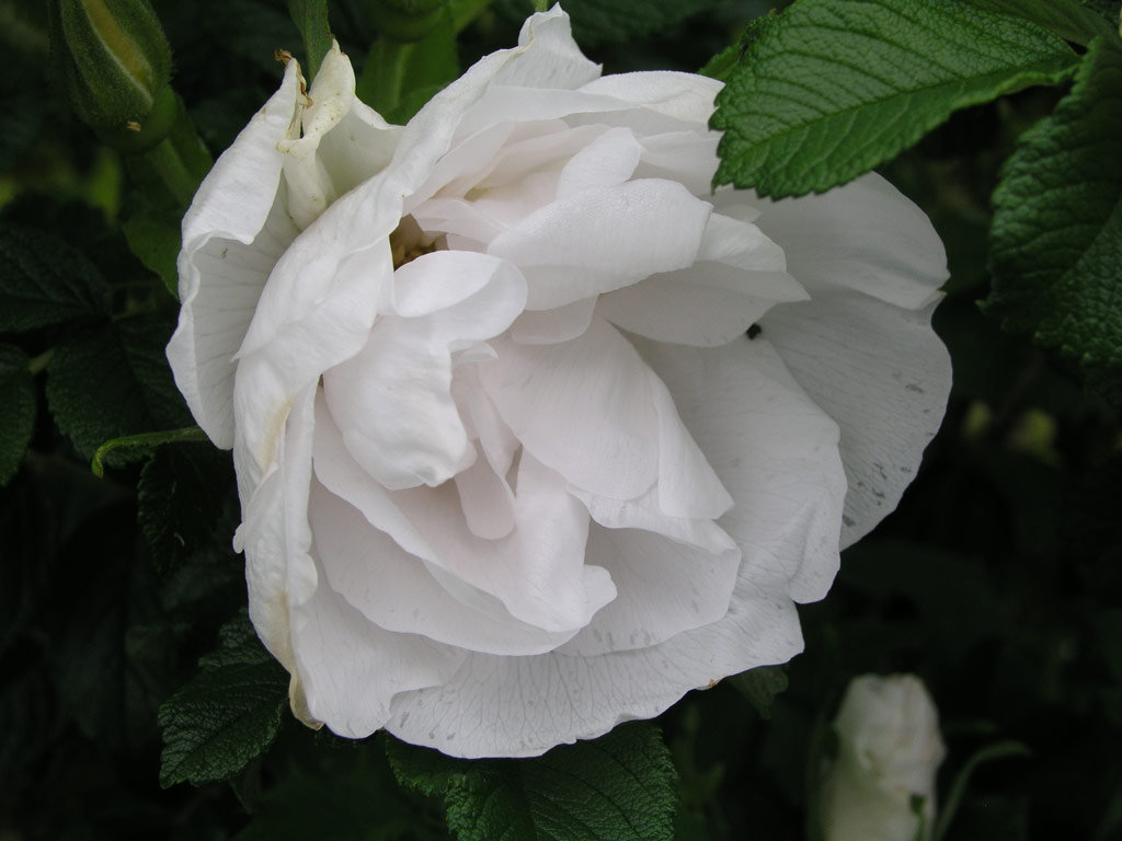 růže Rosa rugosa albo-plena