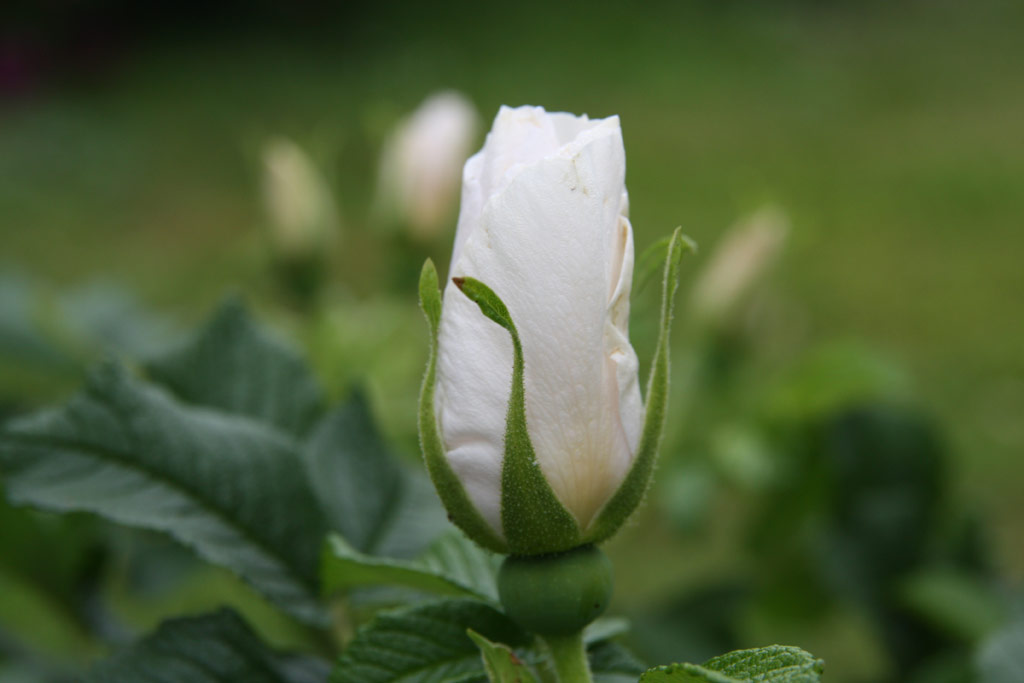 růže Rosa rugosa albo-plena