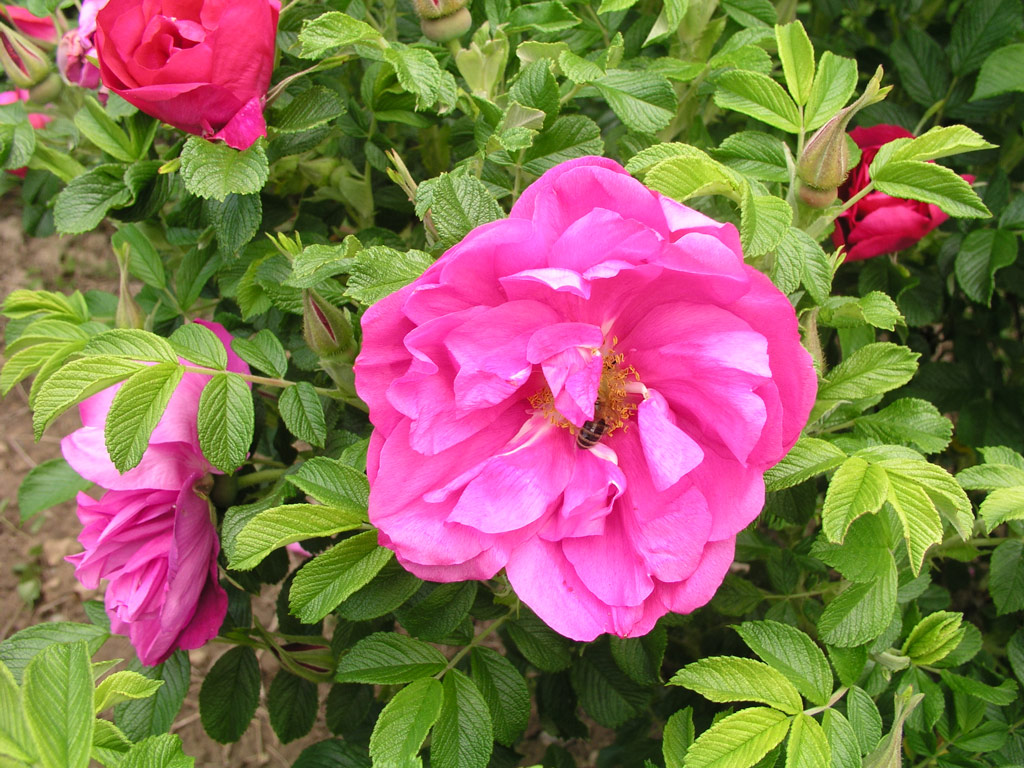 růže Rosa rugosa plena
