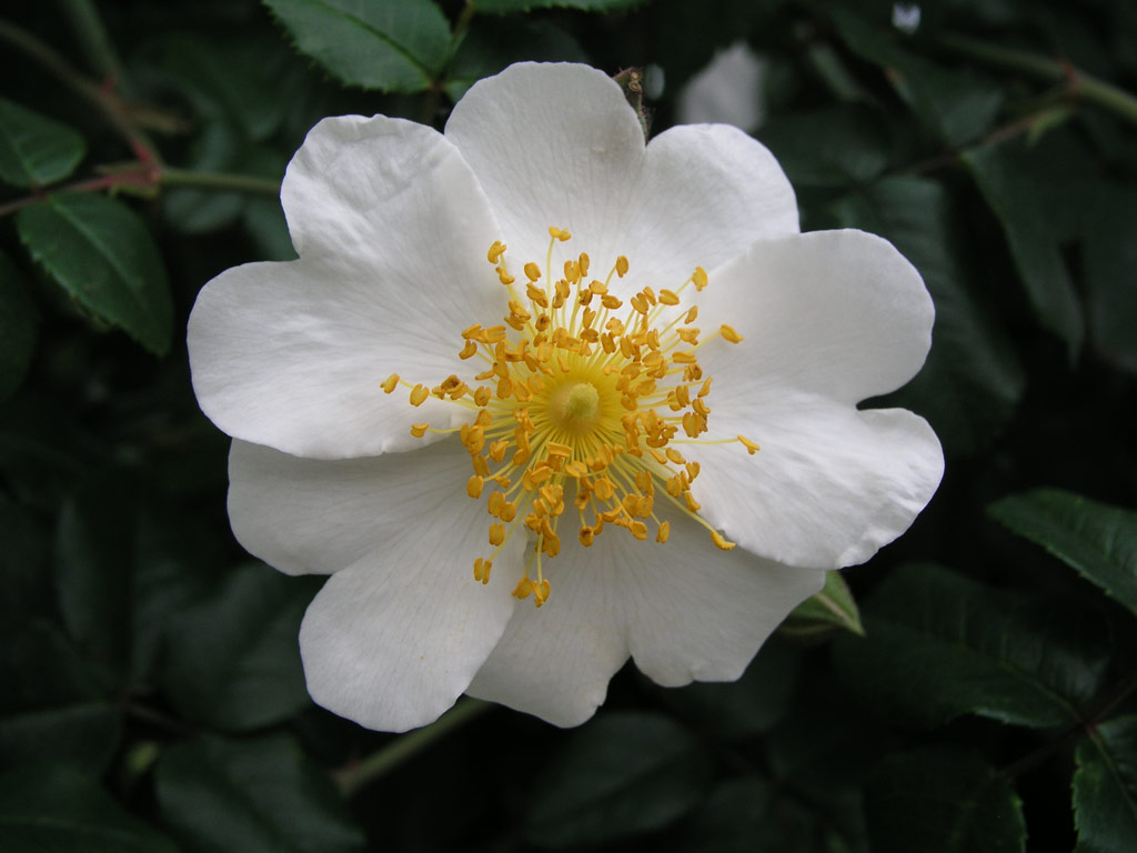 růže Rosa sempervirens