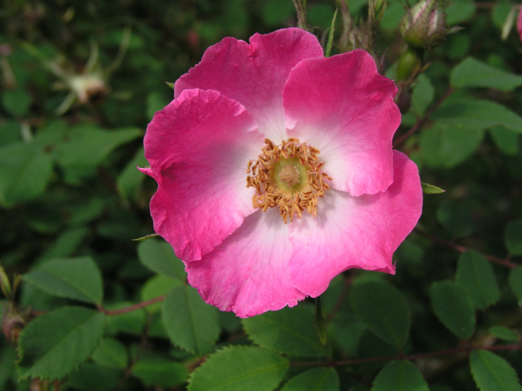 růže Rosa setipoda