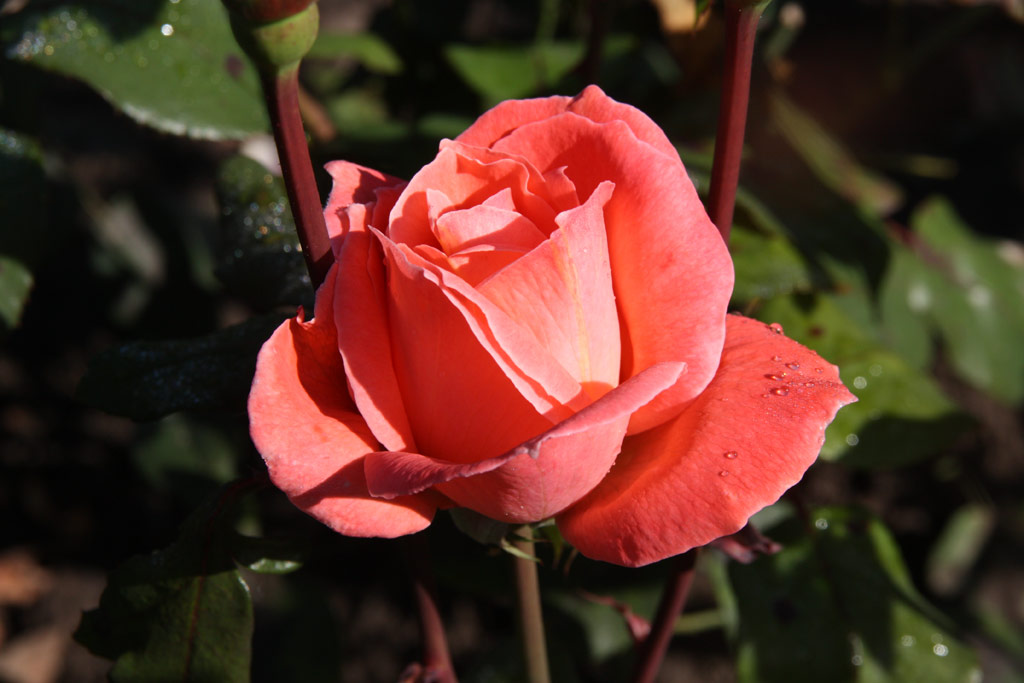 růže Rosa Simfonie