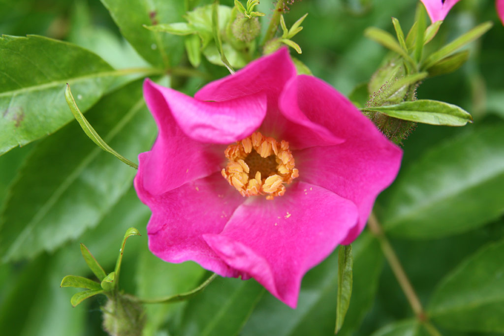 růže Rosa soulieana