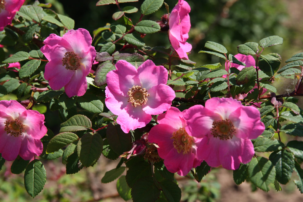 růže Rosa sweginzowii macrocarpa