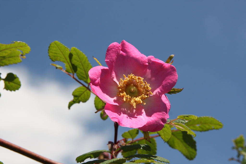 růže Rosa sweginzowii macrocarpa