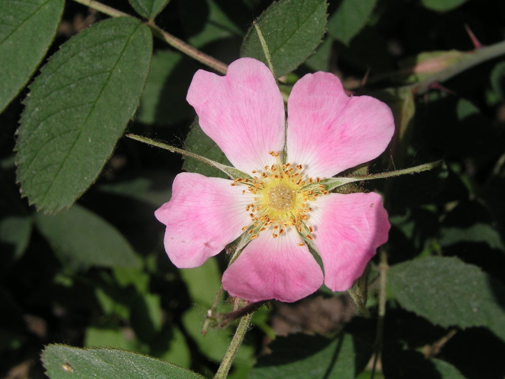 růže Rosa villosa