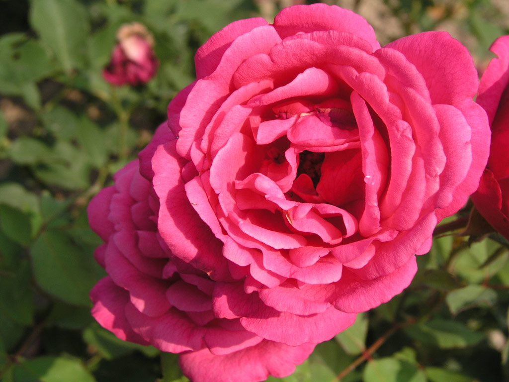 růže Rosa Vollendung