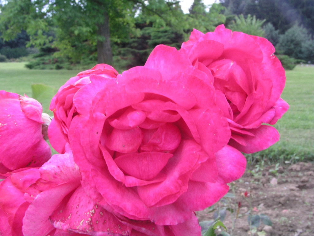 růže Rosa Vollendung