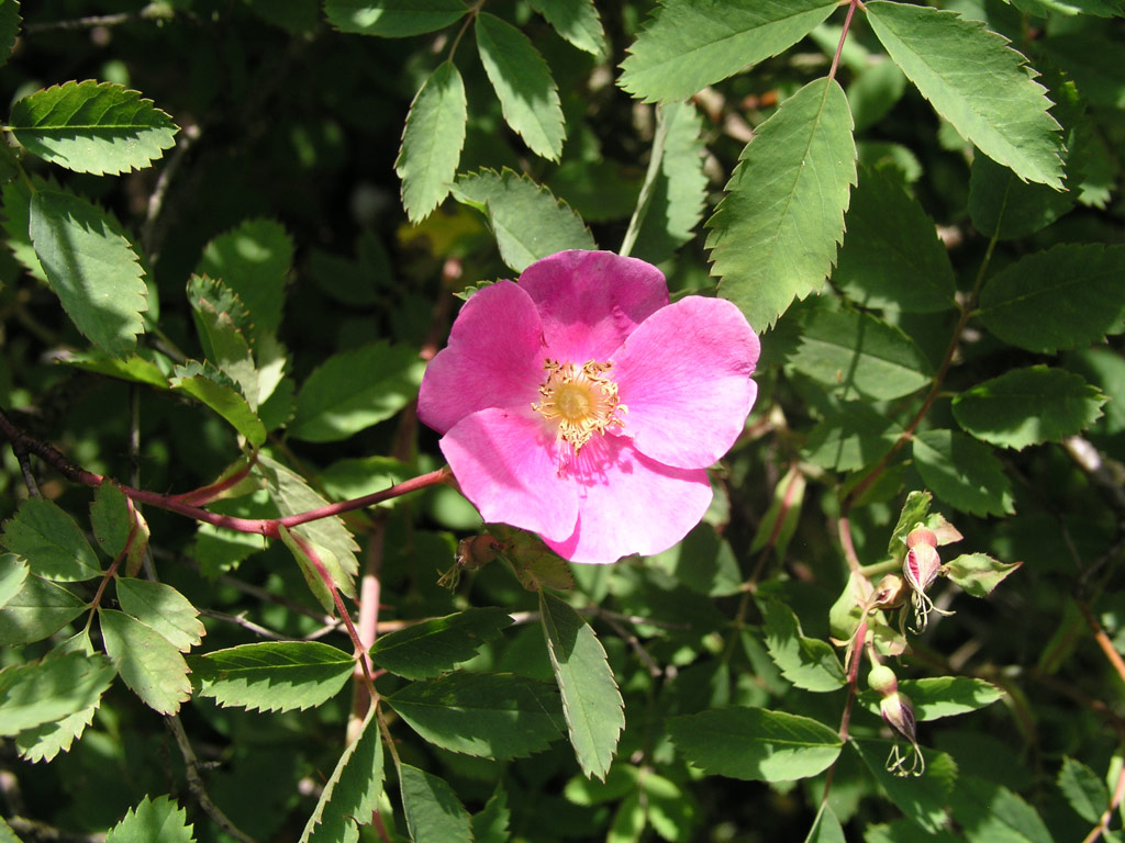 růže Rosa woodsii var. fendleri