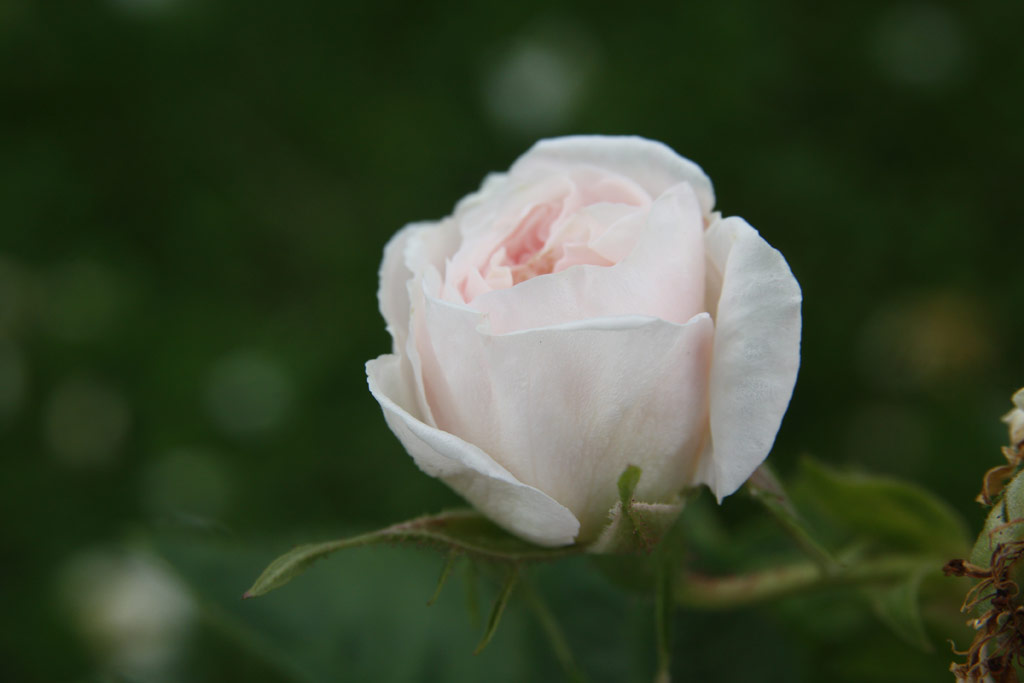 růže Rosa x alba Maxima