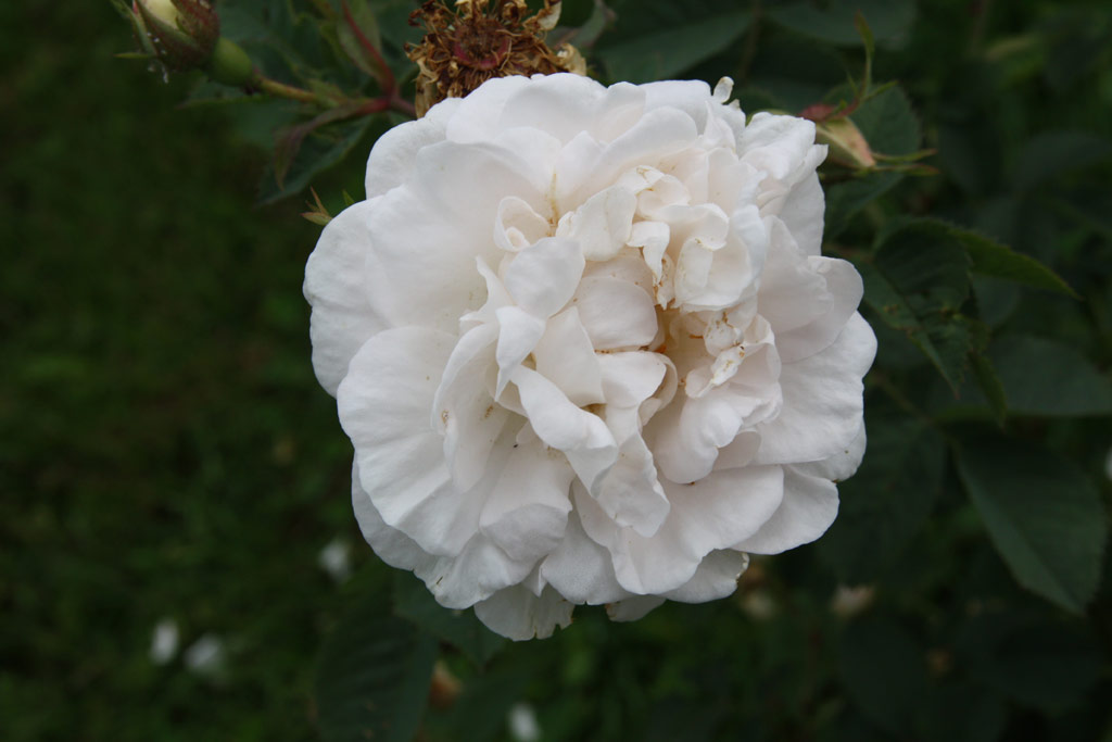 růže Rosa x alba Maxima