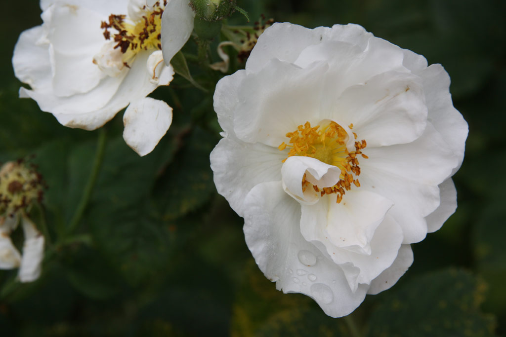 růže Rosa x alba Semiplena