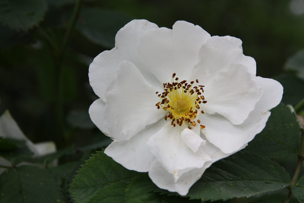 růže Rosa x alba Semiplena