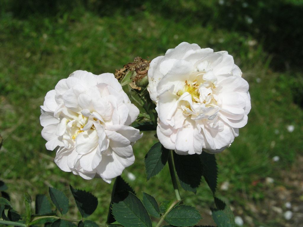 růže Rosa x alba Suaveolens