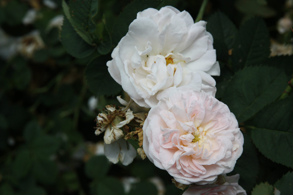 růže Rosa x alba Suaveolens