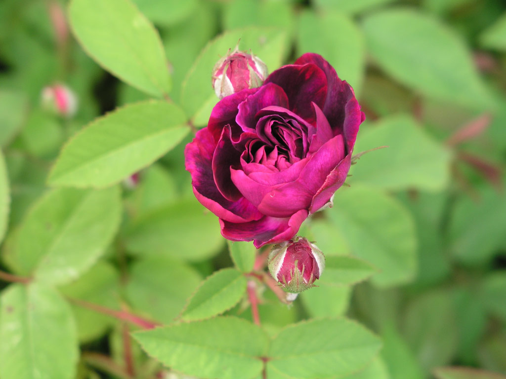 růže Rosa x borboniana